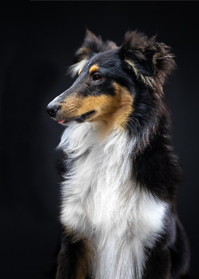 Portrait chien jeune Berger des Shetland sur fond noir