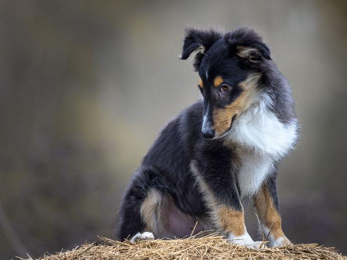 Portrait de chiot Berger des Shetland