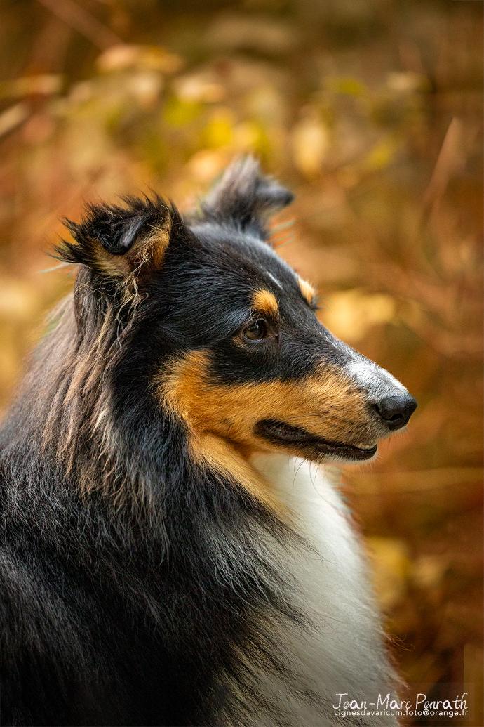 Portrait d'automne d'un jeune Berger des Shetland