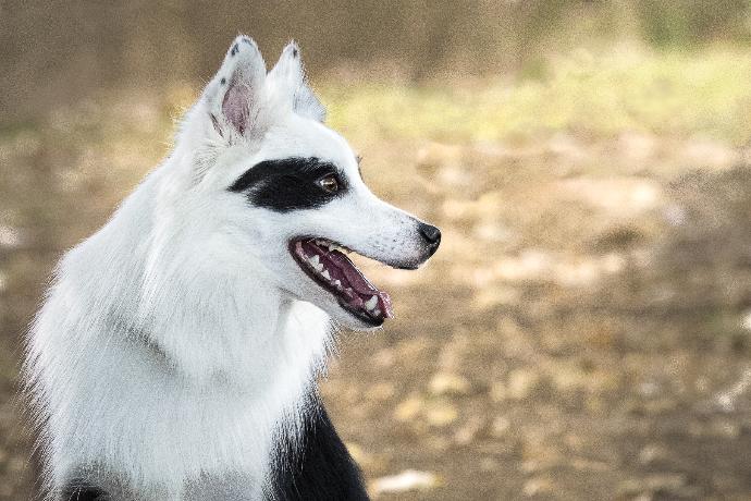 Portrait de Chien Border Collie