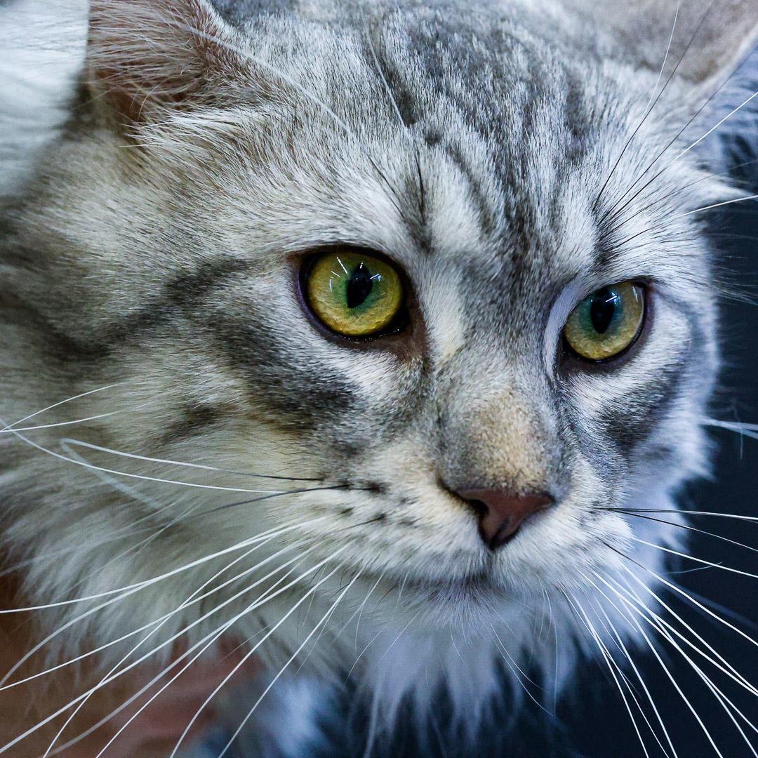 Portrait Main Coon