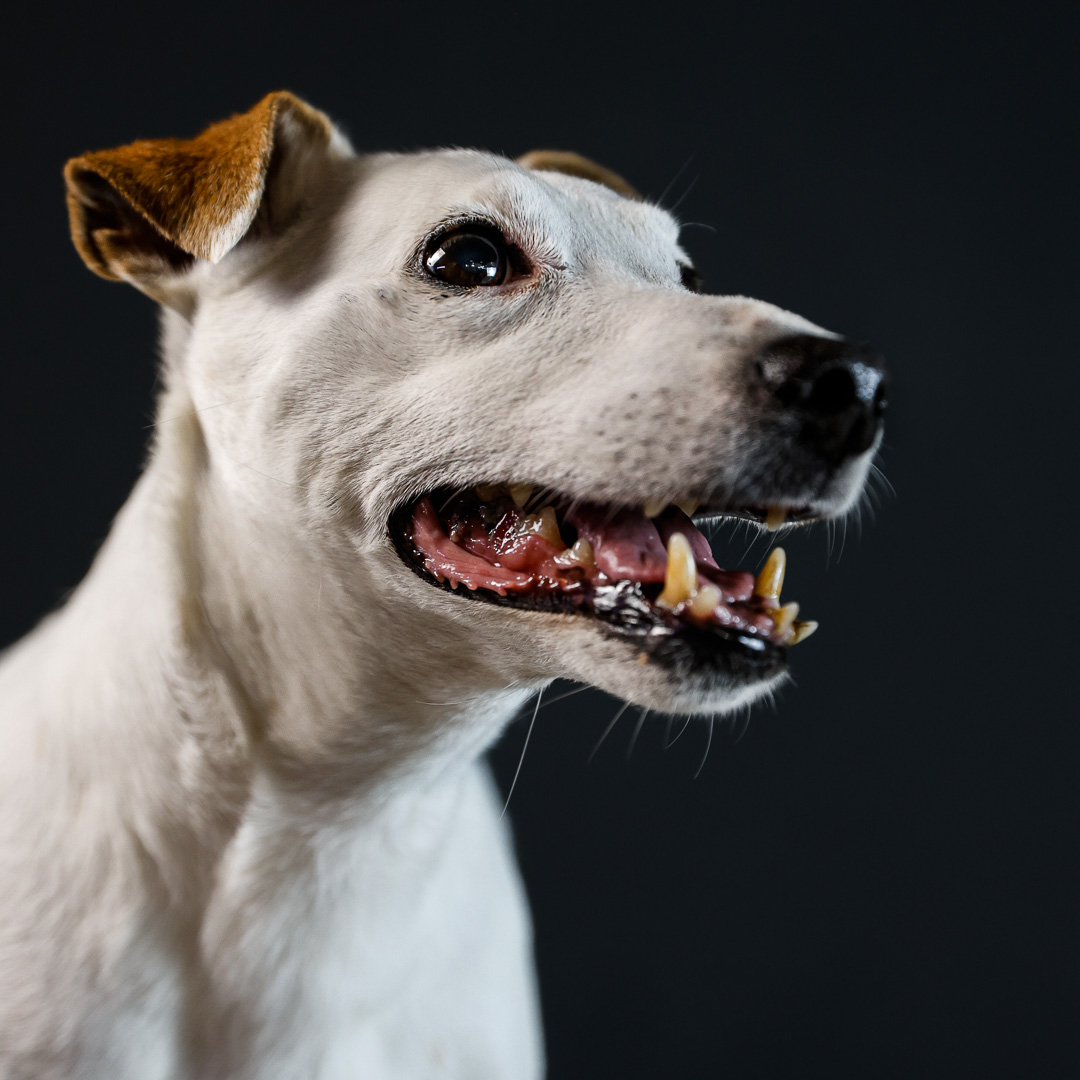 Portrait du chien Filaë