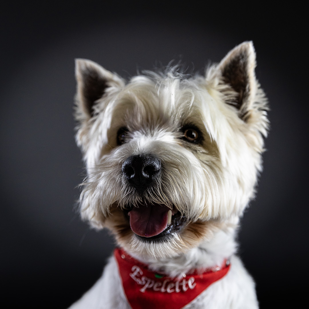 Portrait du Westie Gaspard