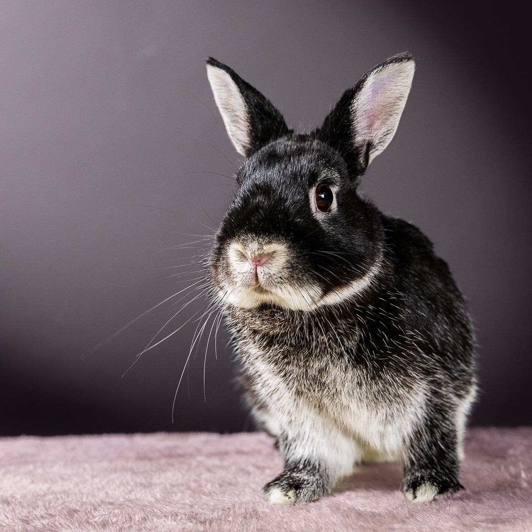 Portrait du lapin nain Midnigth