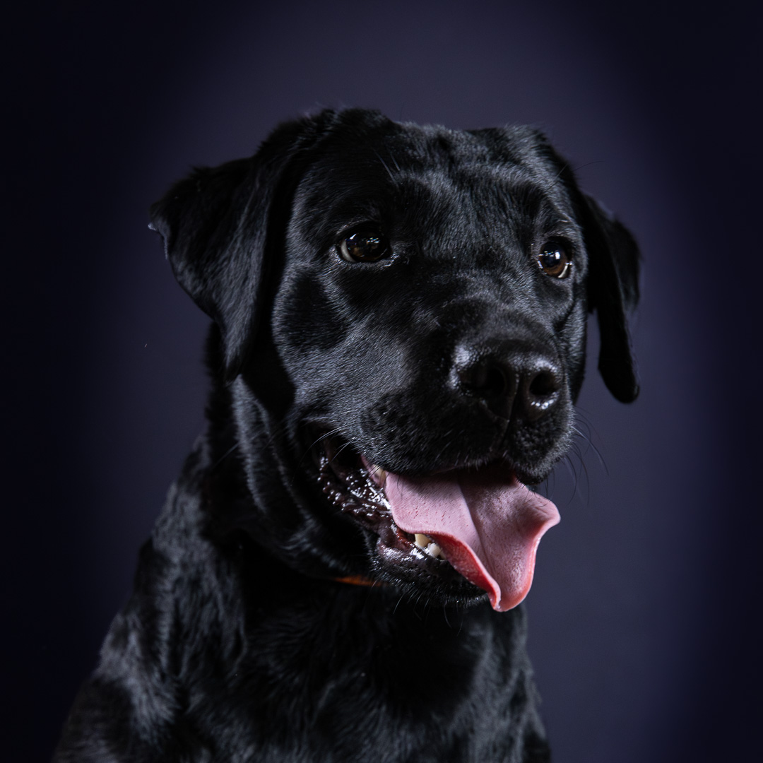 Portrait du Labrador Tess