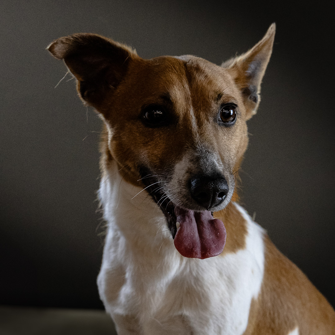 Portrait du chien Tobbi