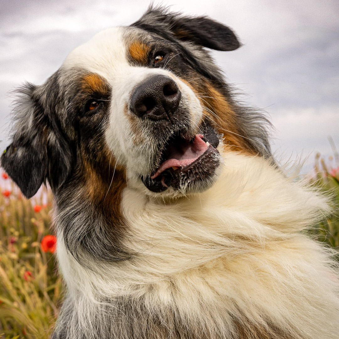 Portrait de chien Berger Australien