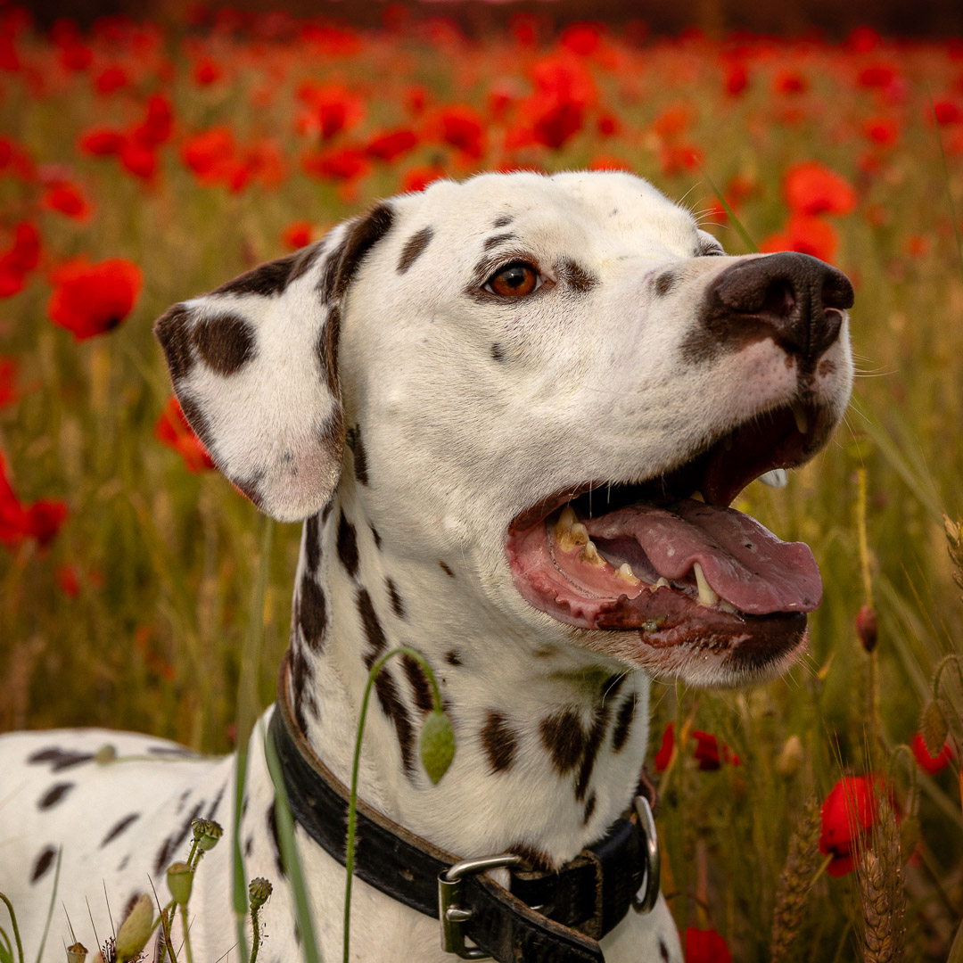 Portrait de chien Dalmatien