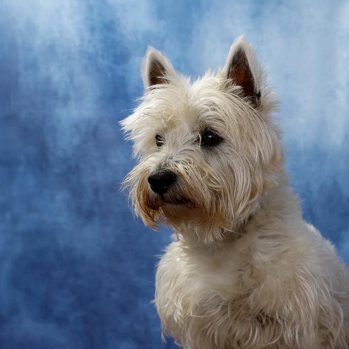 Portrait de chien Westie