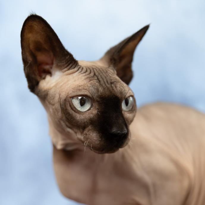 Portrait de chat Sphynx