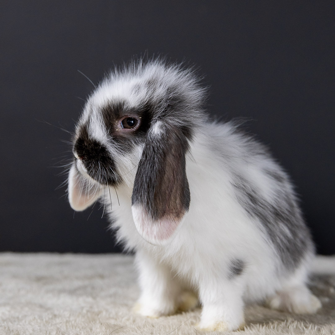 Portrait de lapin nain bélier