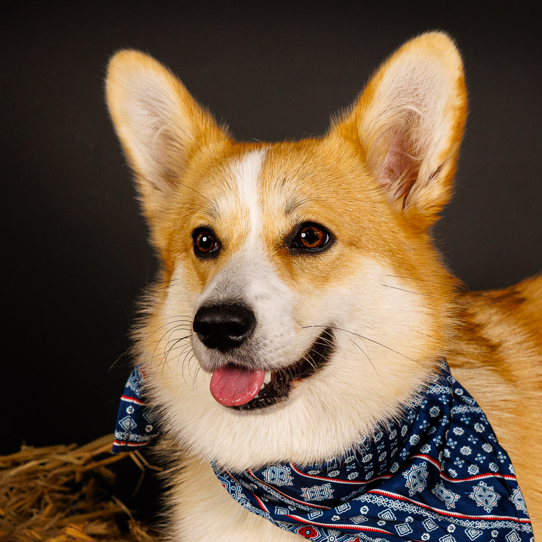 Portrait chien Corgi