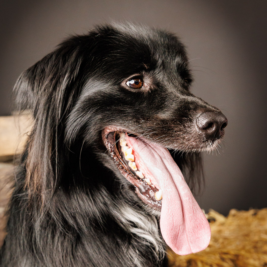 Portrait Border Collie