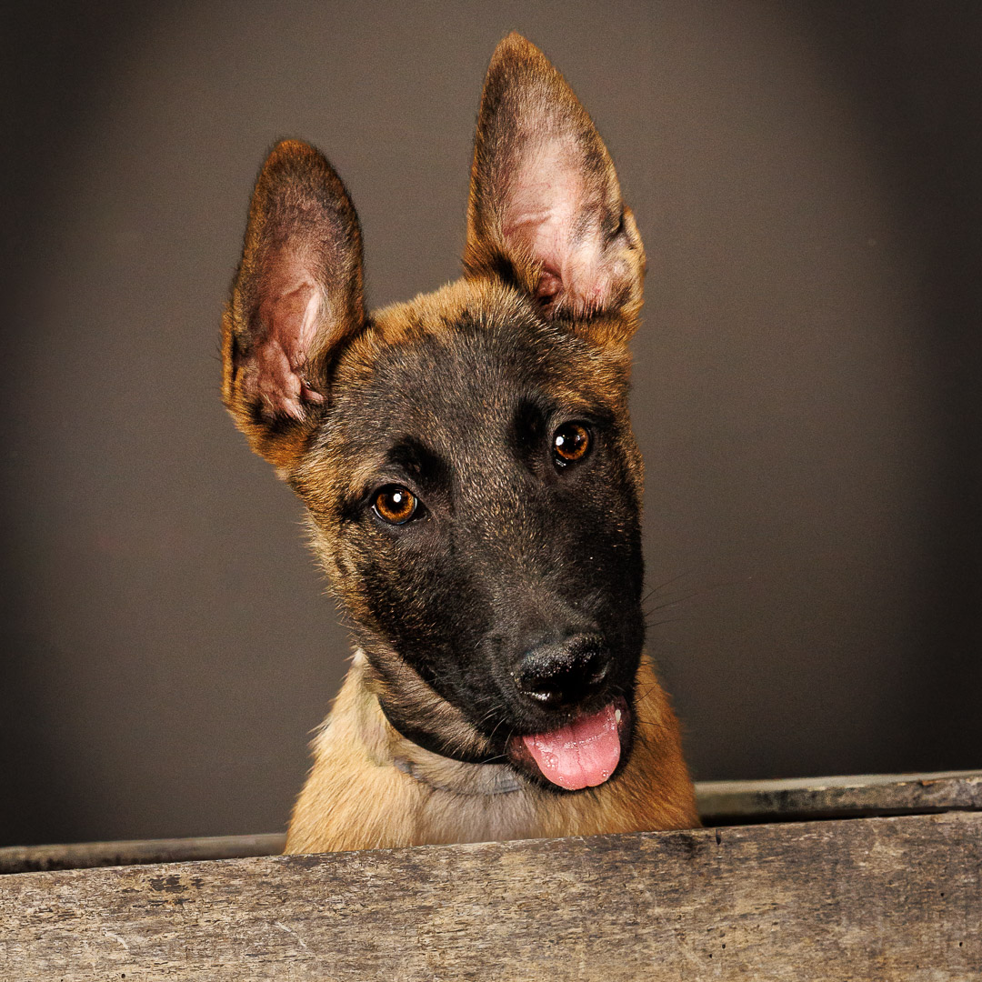 Portrait chiot Malinois