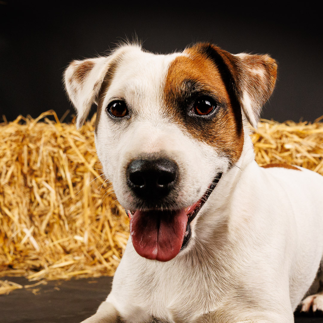 Portrait de Jack Russel