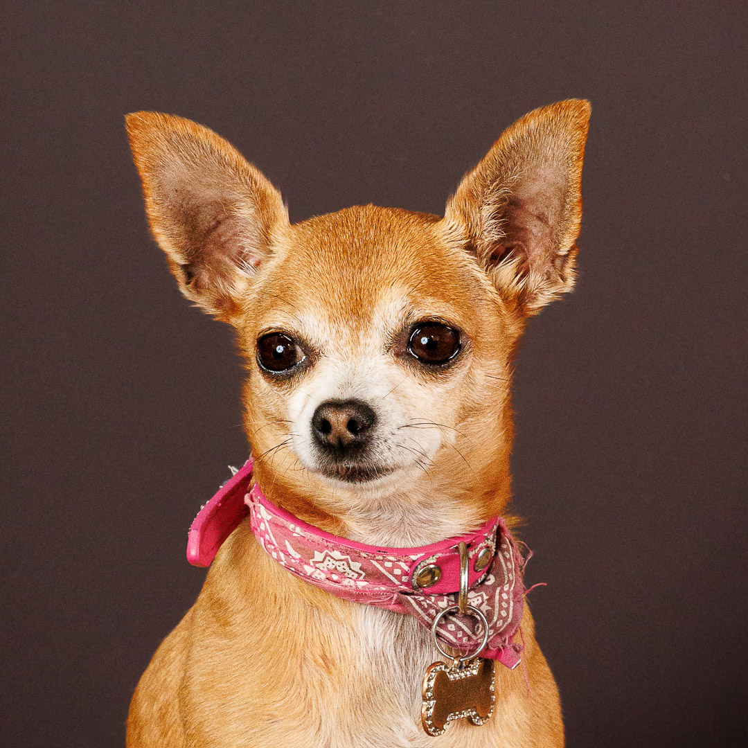 Portrait de Chihuahua