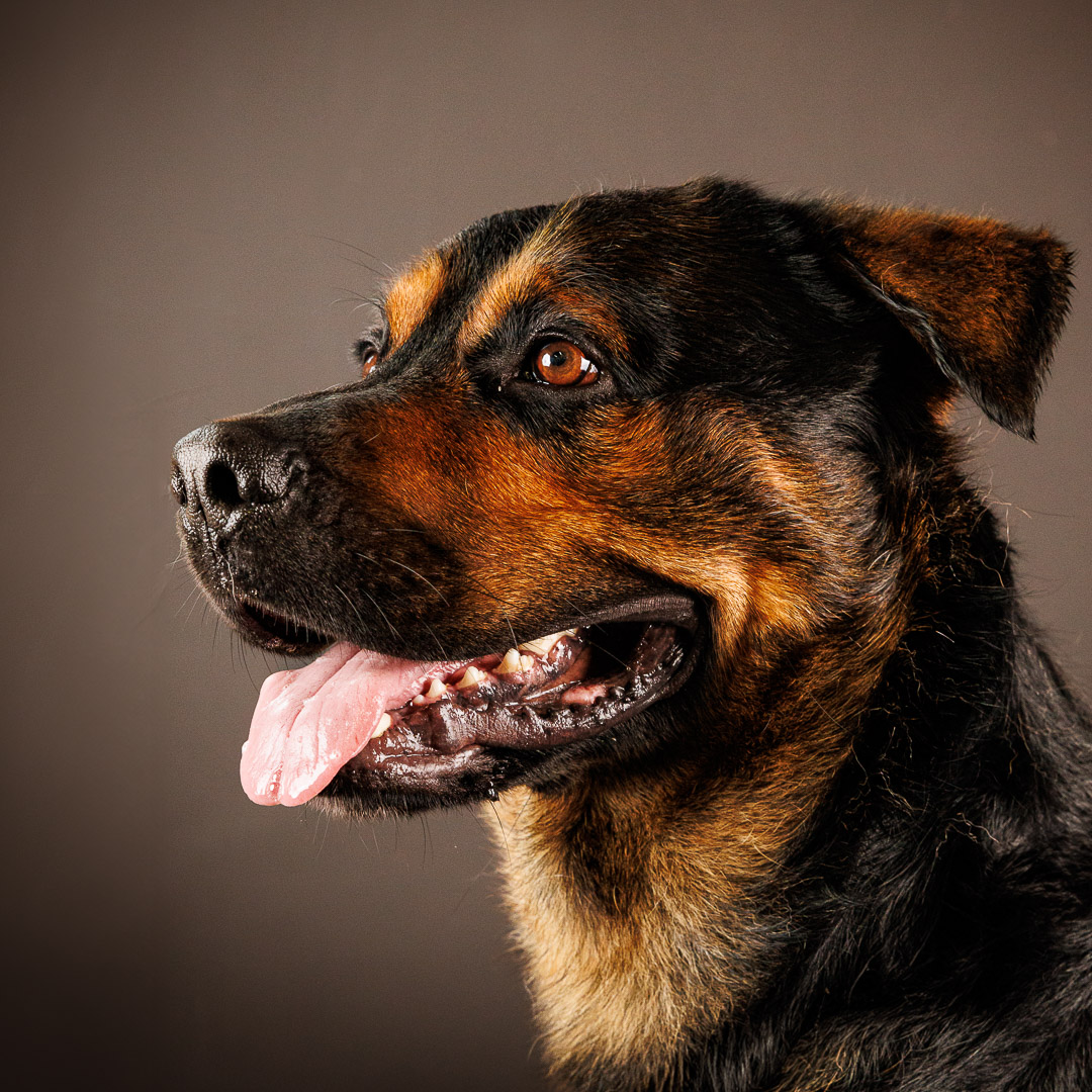 Portrait de Beauceron