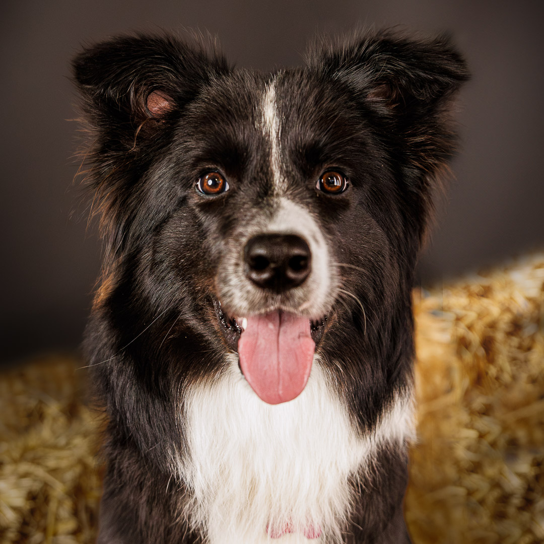 Portrait de Border Collie