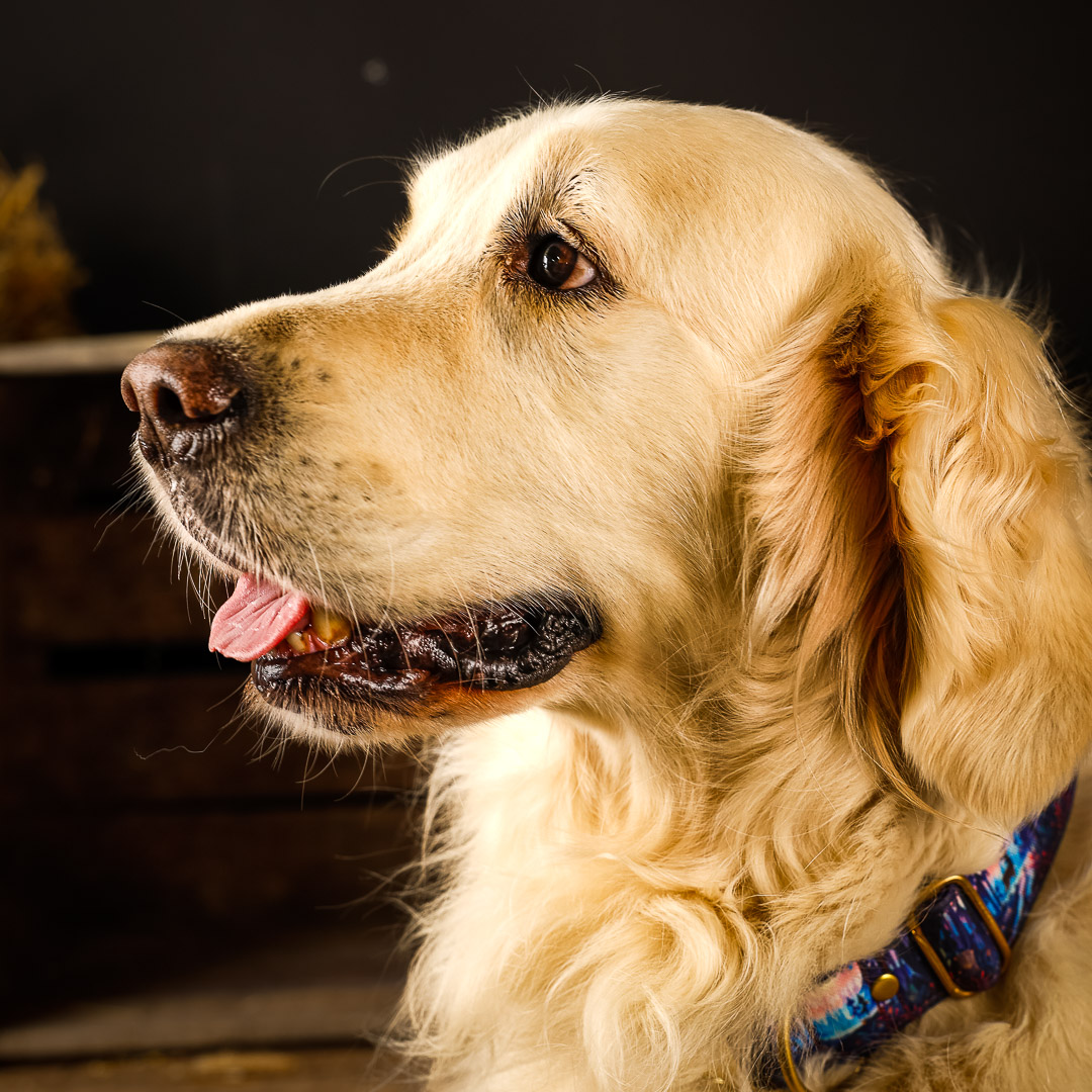 Portrait de Golden Retriever