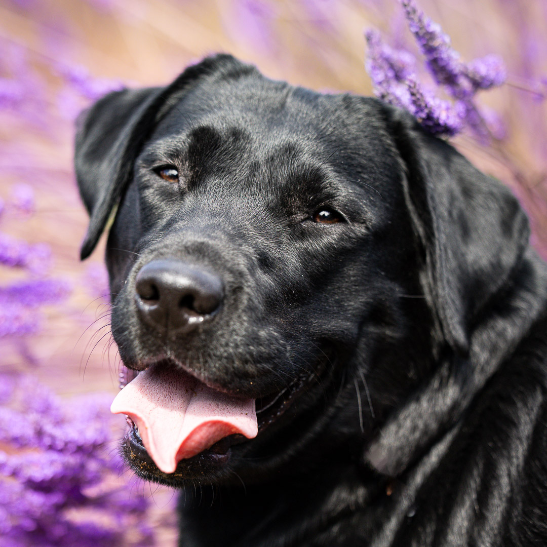 POrtrait de Labrador noir