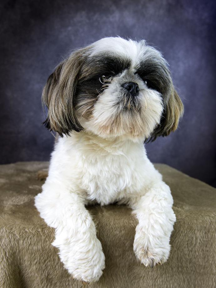 Portrait de jeune shih tzu