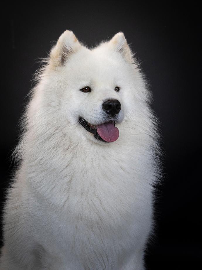 Portrait sur fond noir Chien Samoyède