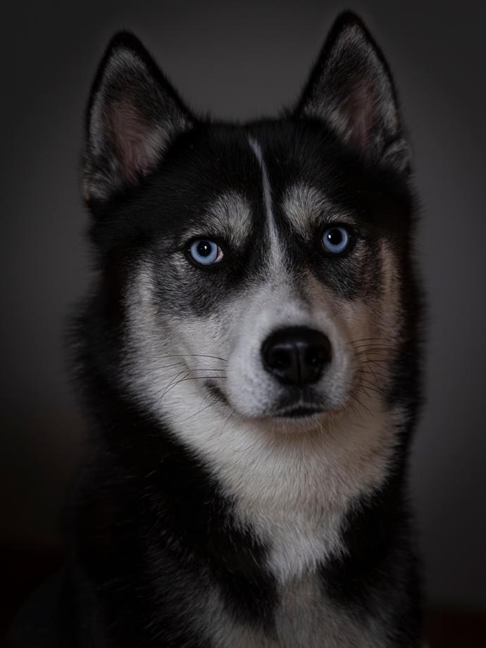 Portrait chien Husky sur fond noir