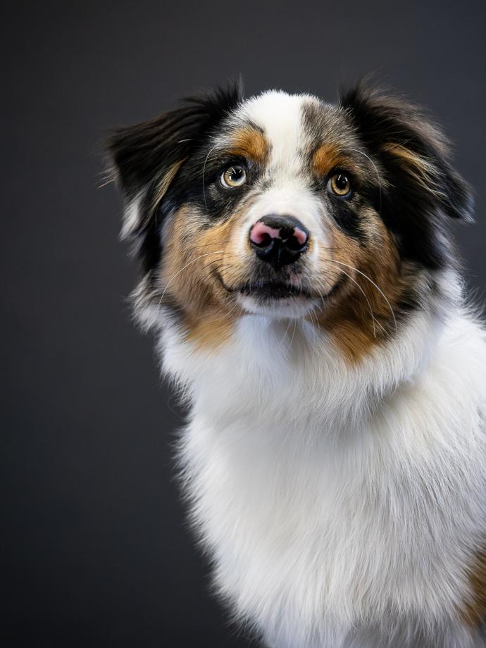 Portrait chien chiot Berger Australien sur fond noir