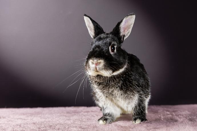 Portrait Lapin Nain noir et gris sur fond noir