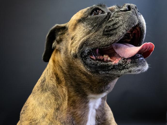 Portrait chien Boxer sur fond noir