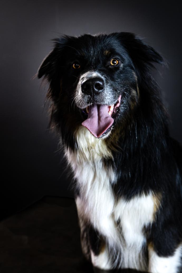 Portrait chien Berger Australien Noir et Blanc sur fond noir