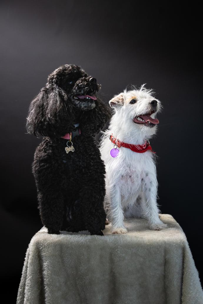 Portraits chiens Caniche et Jack Russel sur fond noir