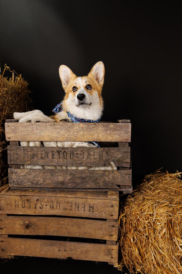 Portrait chien Corgi sur fond noir