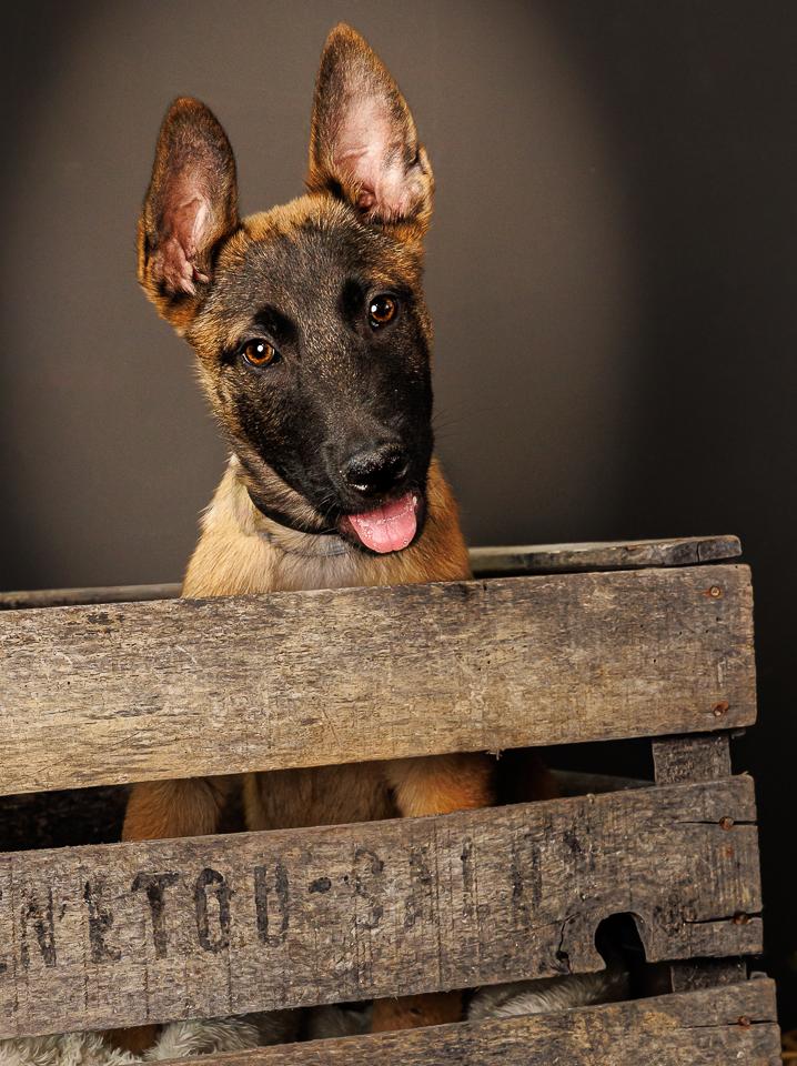 Portrait chien chiot Malinois sur fond noir