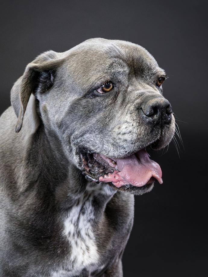 Portrait chien Cane Corso gris sur fond noir