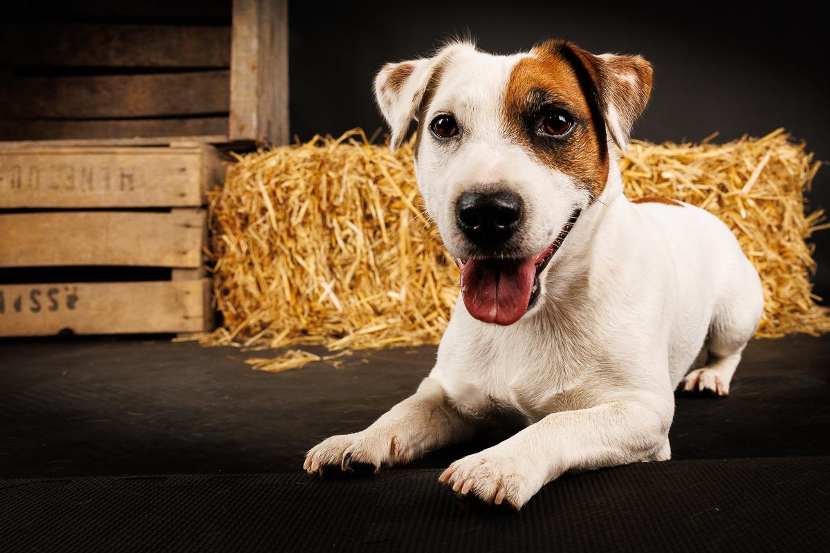 Portrait chien Jack Russel sur fond noir