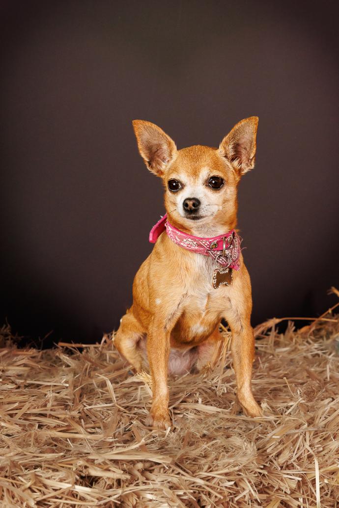 Portrait chien Chihuahua sur fond noir