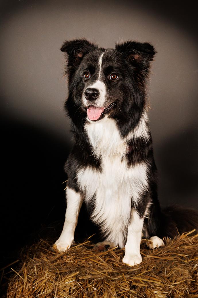 Portrait chien Border Collie sur fond noir