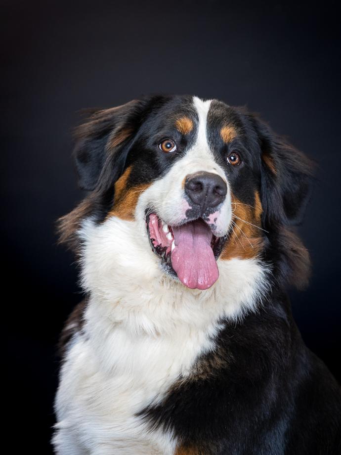 Portrait chien Bouvier Bernois sur fond noir