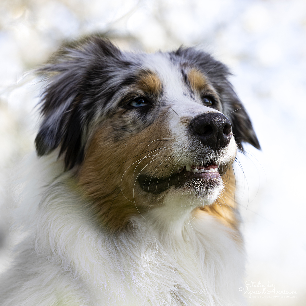 Portrait chien Berger Australien dans les cerisiers en fleurs