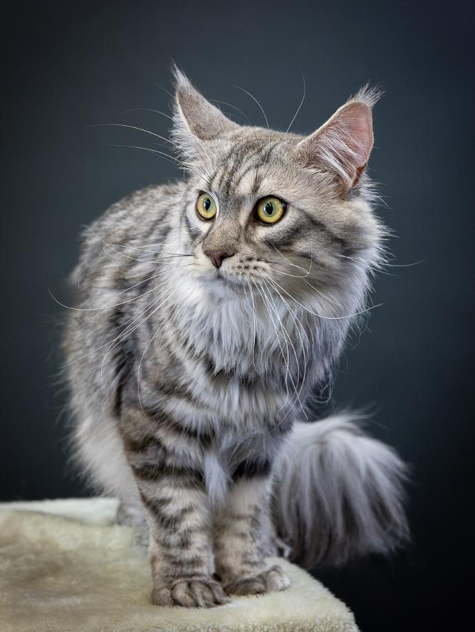 Portrait chat Main Coon sur fond noir