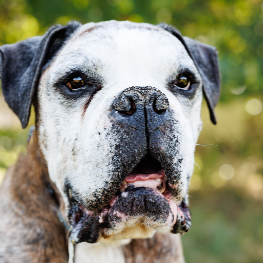 Portrait de Boxer Agé