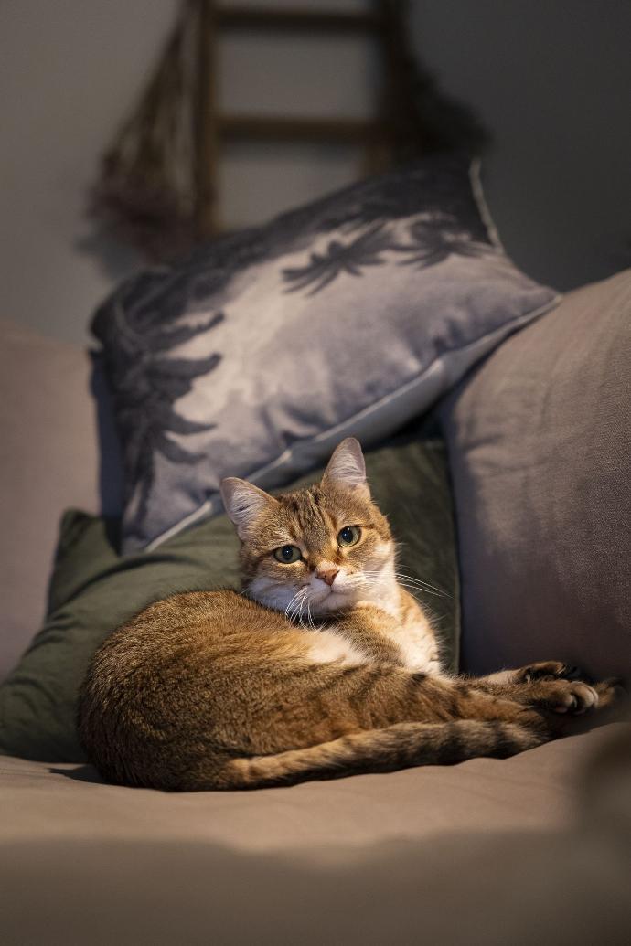 Portrait de chat tigré couché sur canapé