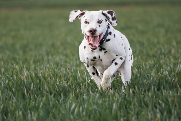 Dalmatien courant dans un champ