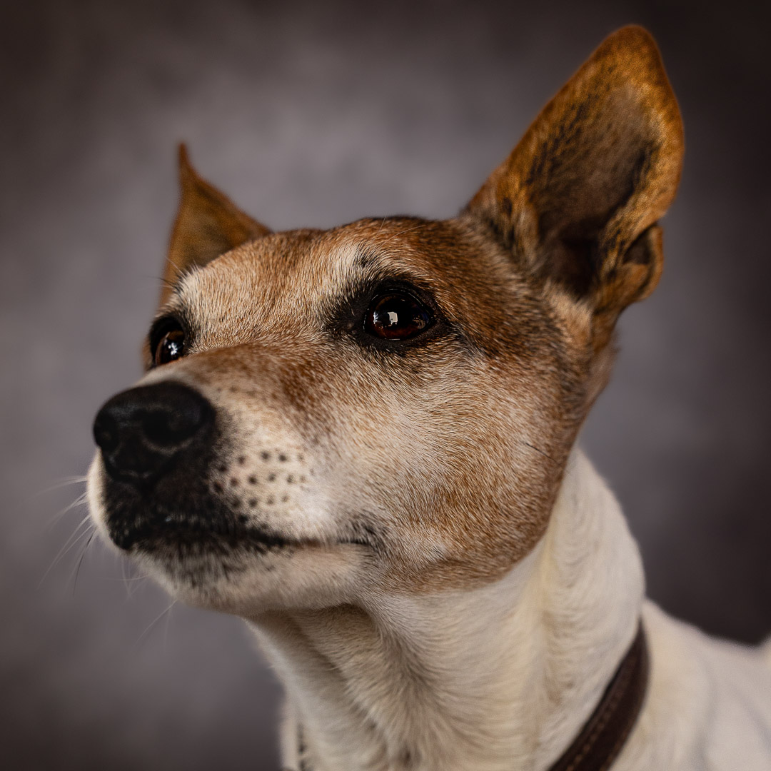 Portrait de vieux Jack Russel