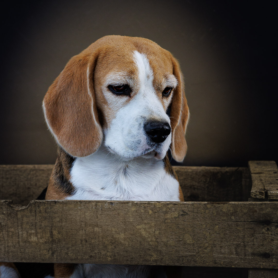 Portrait Beagle