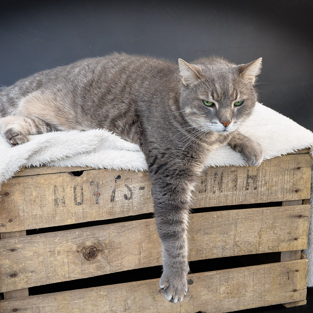 Chat Européen Gris