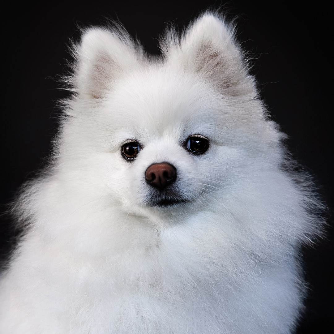 Portrait Loulou de Poméranie