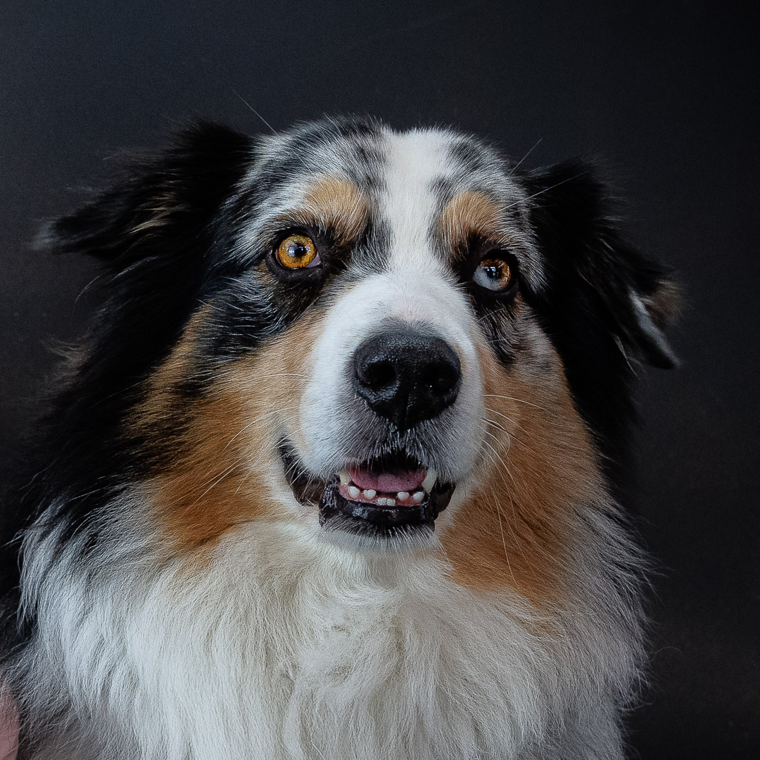 Portrait Berger Australien