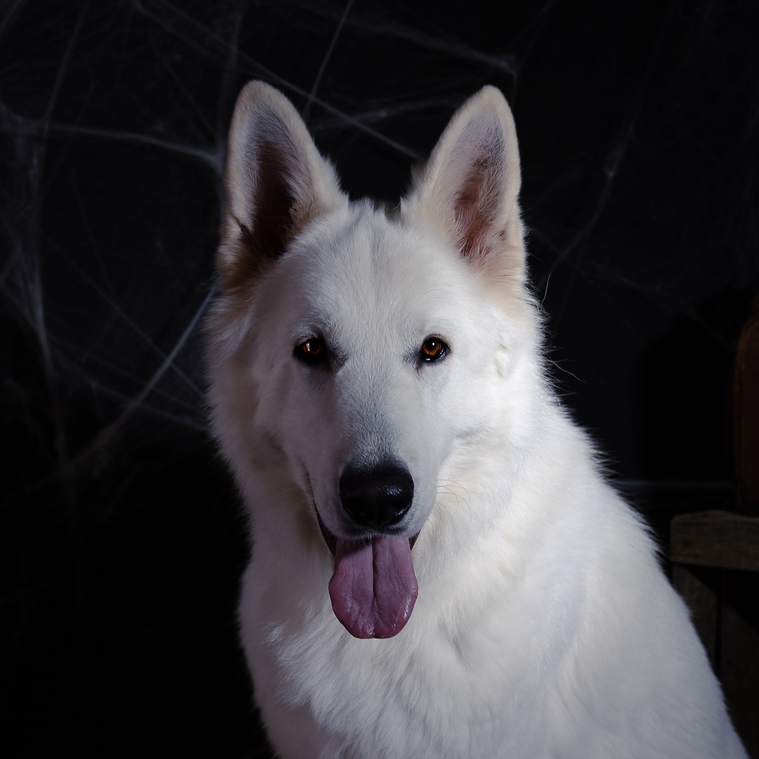 portrait Berger Blanc Suisse